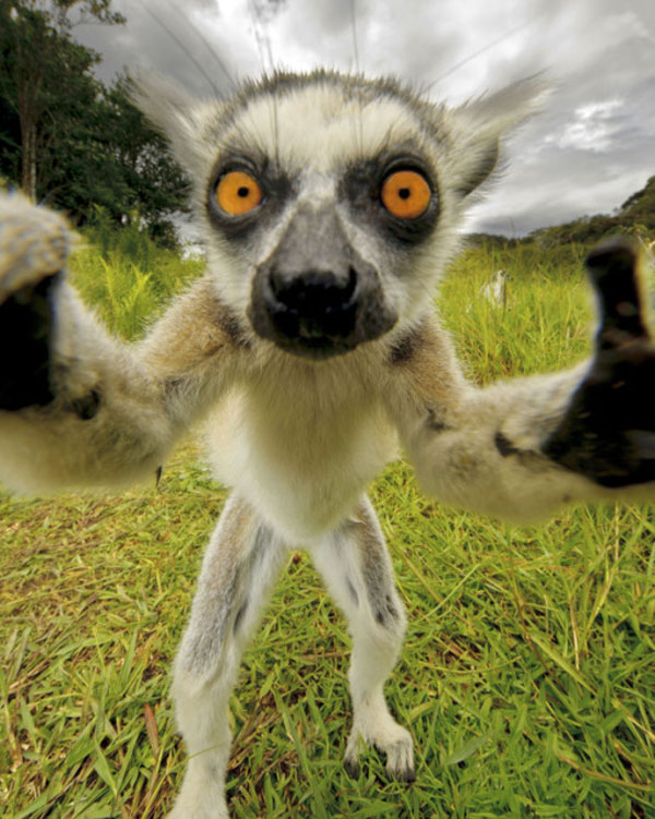 funny animals selfie