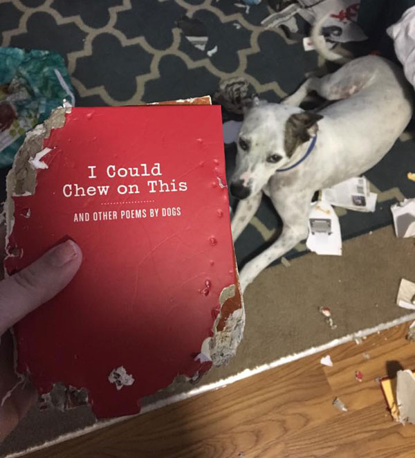 Dog - I Could Chew on This And Other Poems By Dogs