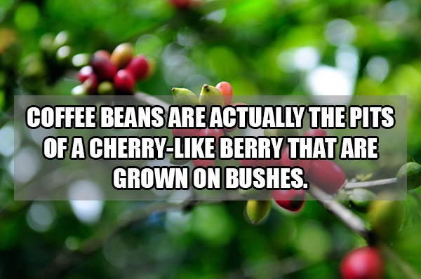 19 Very Interesting Coffee Facts!