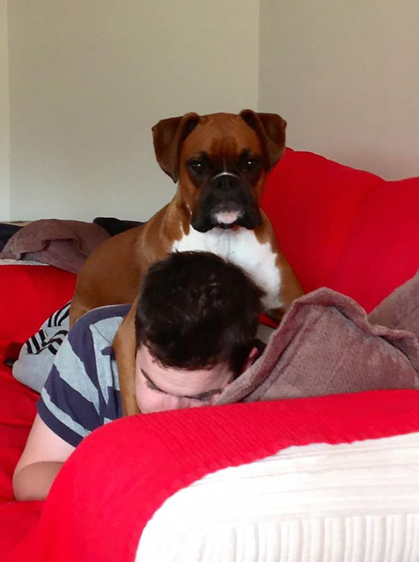 32 Dogs That Don't Give a Crap About Your Personal Space!