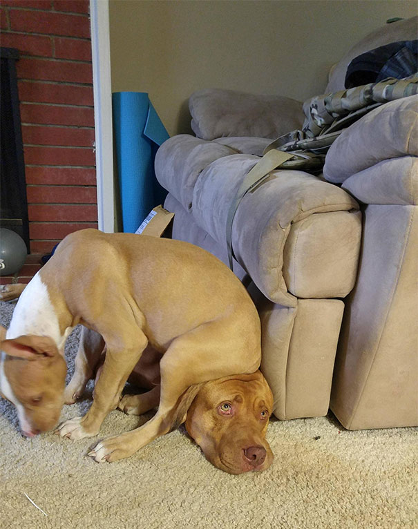 32 Dogs That Don't Give a Crap About Your Personal Space!