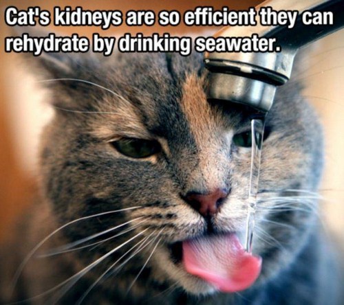 amazing general knowledge facts - Cat's kidneys are so efficient they can rehydrate by drinking seawater.