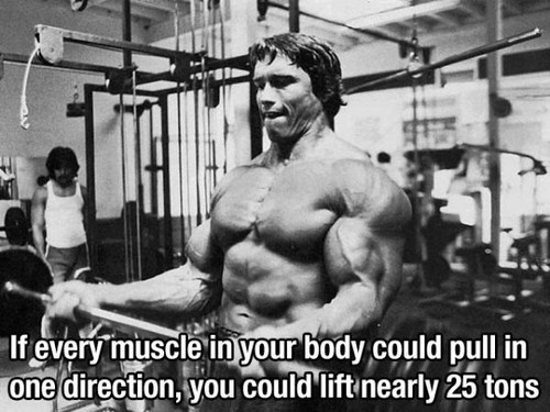 arnold schwarzenegger bodybuilding - If every muscle in your body could pull in one direction, you could lift nearly 25 tons