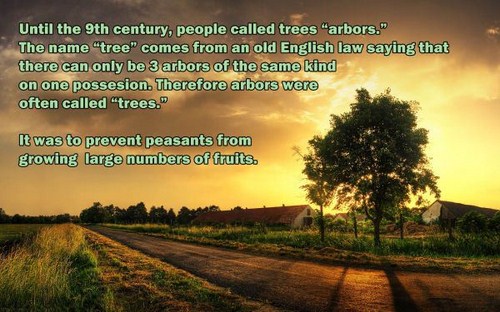 farm backgrounds - Until the 9th century, people called trees "arbors." The name "tree" comes from an old English law saying that there can only be 3 arbors of the same kind on one possesion. Therefore arbors were often called "trees." It was to prevent p