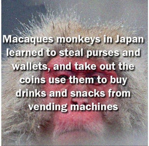 photo caption - Macaques monkeys in Japan learned to steal purses and wallets, and take out the coins use them to buy drinks and snacks from vending machines