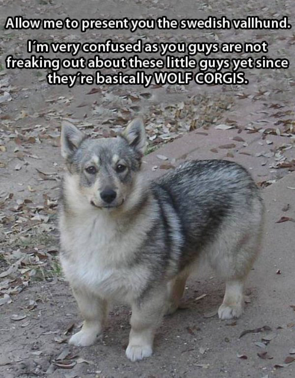 wolf corgi - Allow me to present you the swedish vallhund. lm very confused as you guys are not freaking out about these little guys yet since they're basically Wolf Corgis.