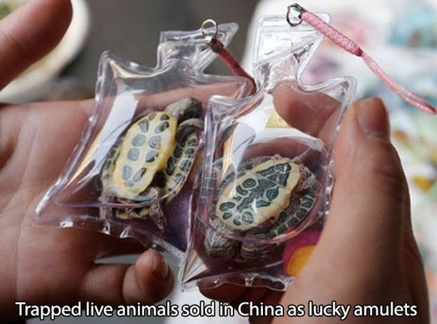 29 Craziest Things In China That Nobody Tells You About