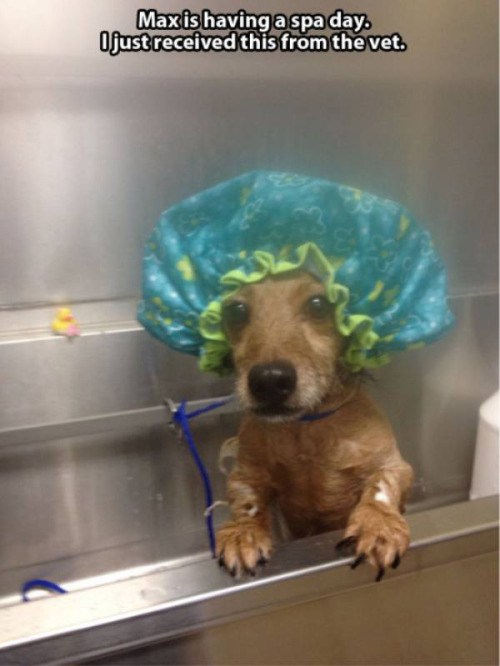 dog with shower cap - Max is having a spa day. Ojust received this from the vet.