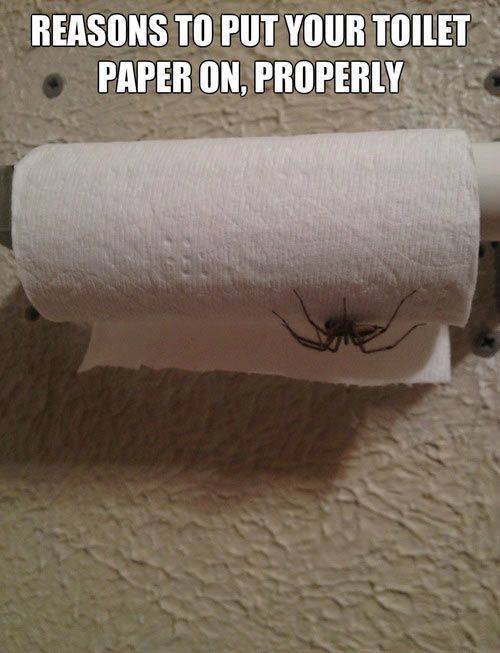 toilet paper spider - Reasons To Put Your Toilet Paper On, Properly