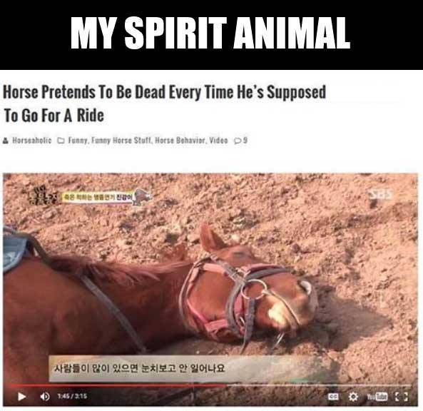 horse pretends to be dead - My Spirit Animal Horse Pretends To Be Dead Every Time He's Supposed To Go For A Ride A Harstaholic Funny, Funny Horse Stutt, Horse Behavior, Video D9 D 145215