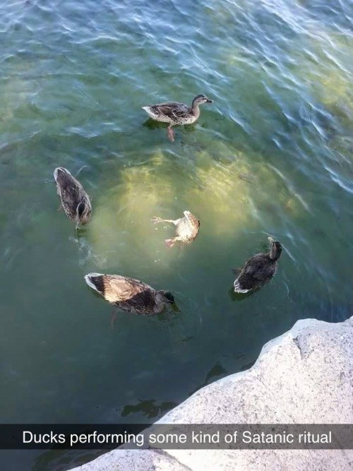 satanic duck ritual - Ducks performing some kind of Satanic ritual