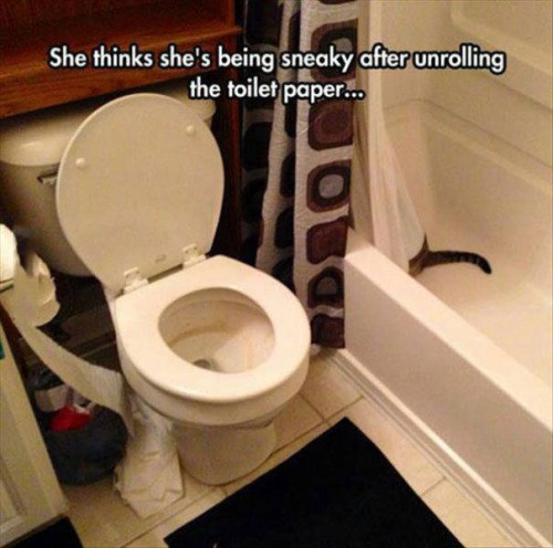 toilet paper in the bathtub memes - She thinks she's being sneaky after unrolling the toilet paper...