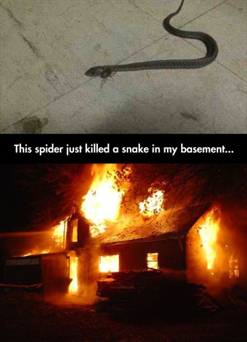 spider killed a snake in my basement - This spider just killed a snake in my basement...