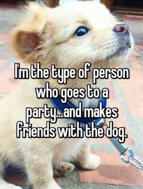 dog lover memes - Im the type of person who goes to a friends with the dog party.and makes