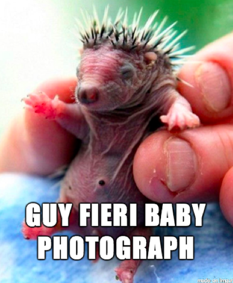 guy fieri baby hedgehog