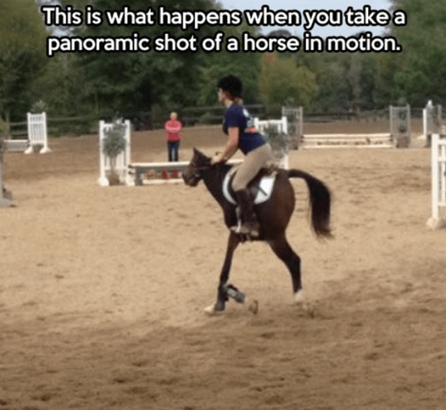 panorama goes wrong - This is what happens when you take a panoramic shot of a horse in motion.