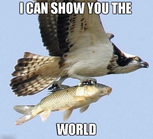 eagle fish - I Can Show You The World