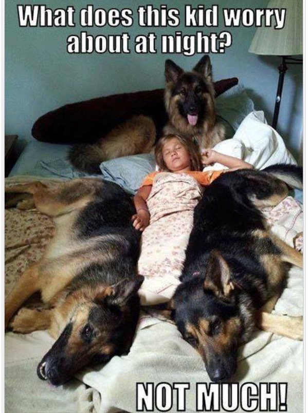safest kid german shepherd - What does this kid worry about at night Not Much!