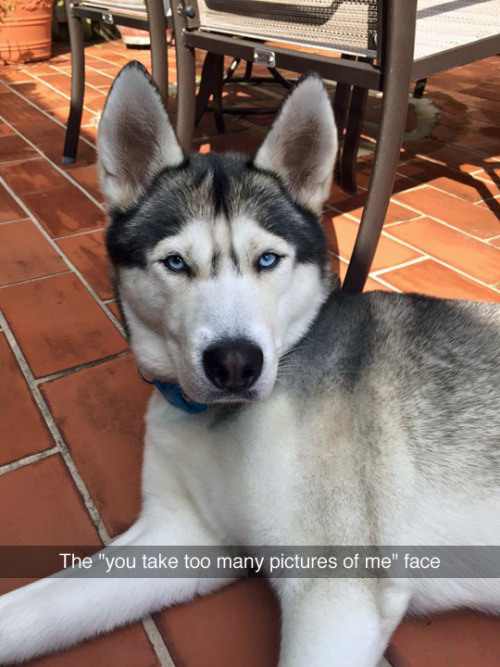 sakhalin husky - The "you take too many pictures of me" face