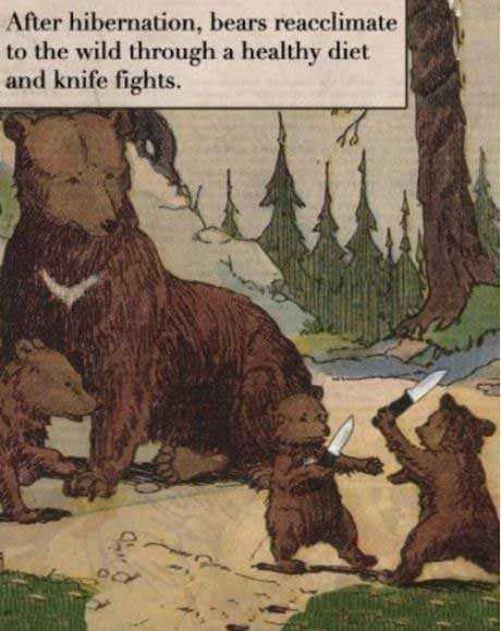 bear knife fight - After hibernation, bears reacclimate to the wild through a healthy diet and knife fights.
