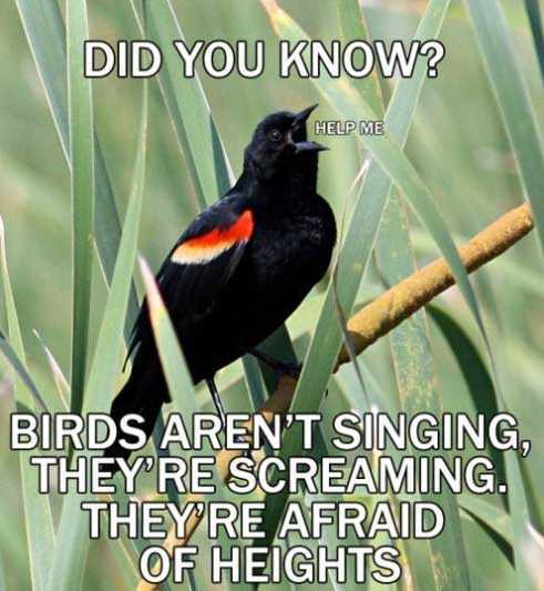 did you know animal quotes - Did You Know? Help Me Birds Aren'T Singing. They'Re Screaming. Theyre Afraid Of Heights