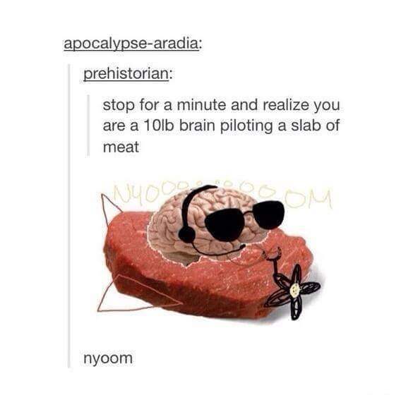 tumblr - we are just a brain - apocalypsearadia prehistorian stop for a minute and realize you are a 10lb brain piloting a slab of meat nyoom