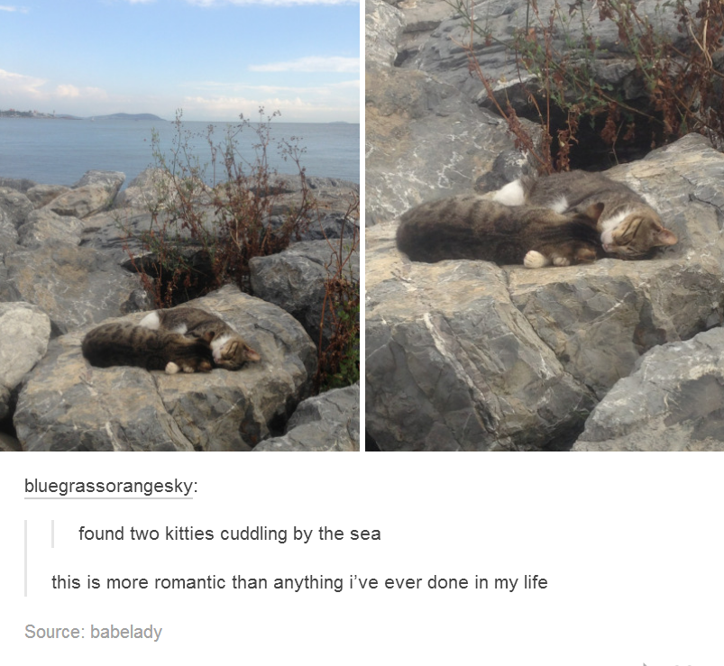 tumblr - found two kitties cuddling by the sea - bluegrassorangesky found two kitties cuddling by the sea this is more romantic than anything i've ever done in my life Source babelady