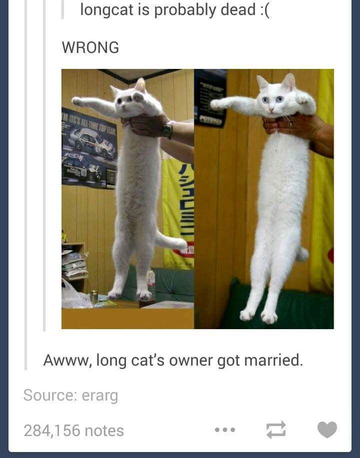 tumblr - | longcat is probably dead Wrong Mitgs HiMetten Awww, long cat's owner got married. Source erarg 284,156 notes