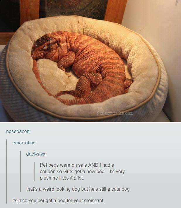 tumblr - croissant lizard - nosebacon emaciating duelstyx Pet beds were on sale And I had a coupon so Guts got a new bed. It's very plush he it a lot that's a weird looking dog but he's still a cute dog its nice you bought a bed for your croissant.