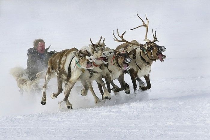 cool reindeer