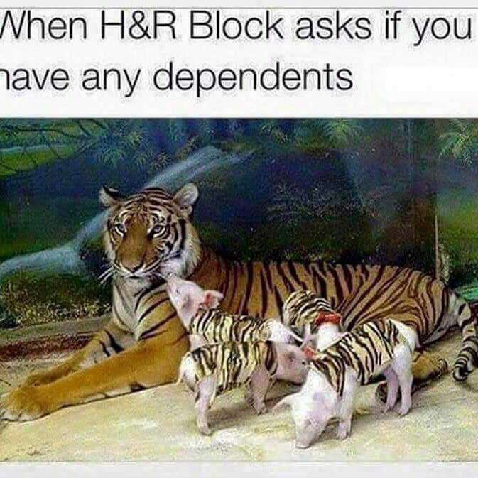 tiger with piglets - Nhen H&R Block asks if you have any dependents