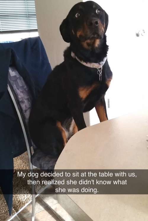 rottweiler - My dog decided to sit at the table with us, then realized she didn't know what she was doing.