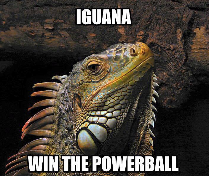 Iguana Win The Powerball