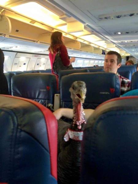 turkey on airplane