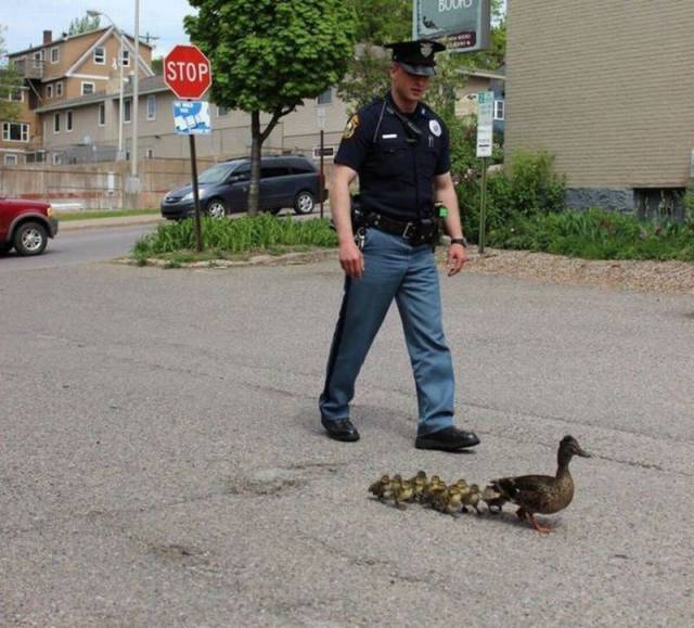 random ducklings policeman - Buid Stop