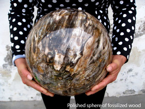 polished petrified wood - Polished sphere of fossilized wood