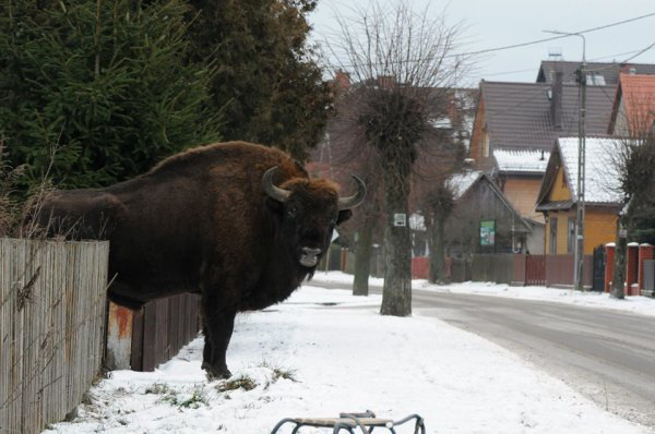 polish bisons