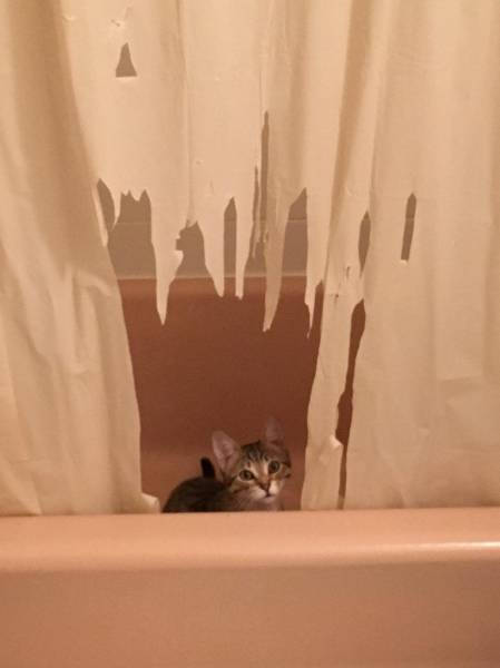 funny cat destroys shower curtain