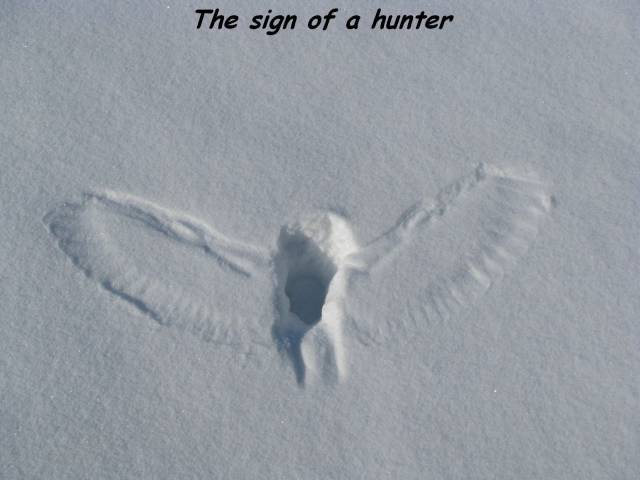 funny owl hunting in snow - The sign of a hunter
