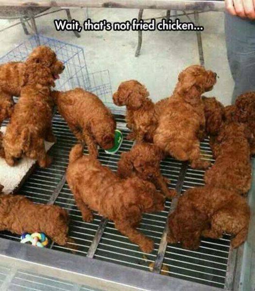 funny chicken nugget dogs - Wait, that's not fried chicken...