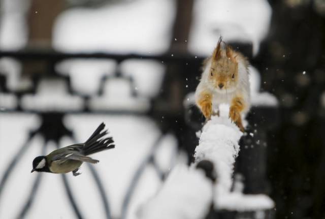 funny snow fall squirrel