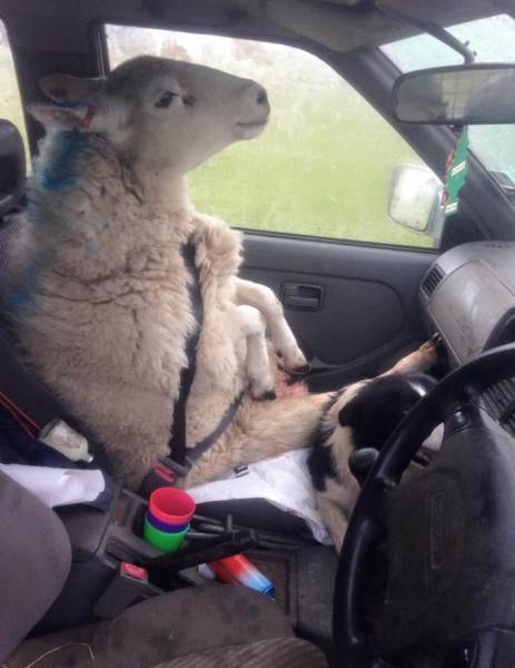 random pic sheep sitting in car
