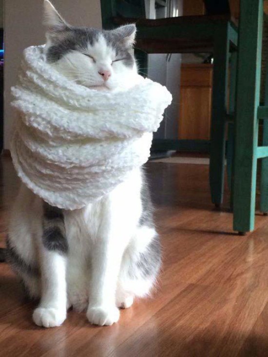 cat in scarf