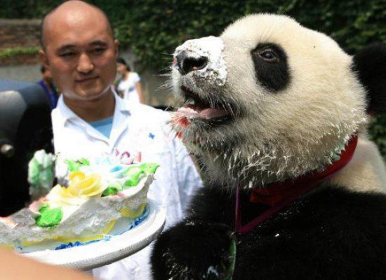 pandas eating cake