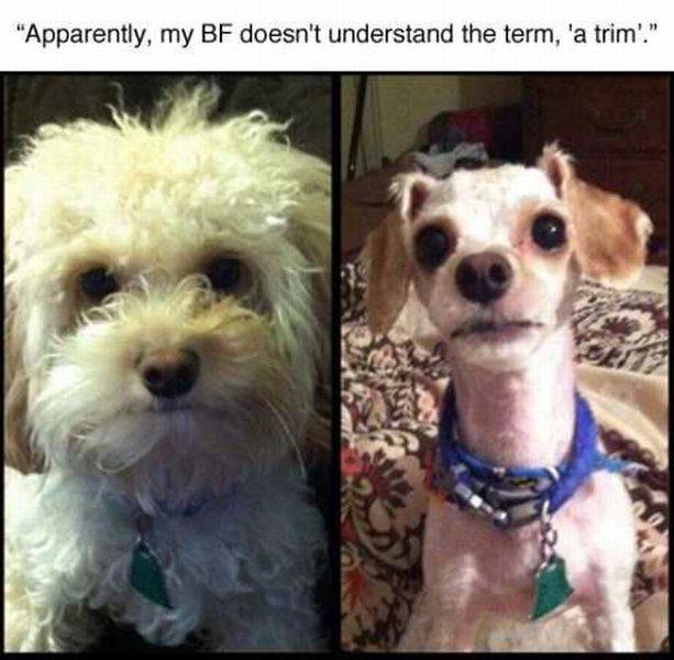 dog grooming fails - "Apparently, my Bf doesn't understand the term, 'a trim."