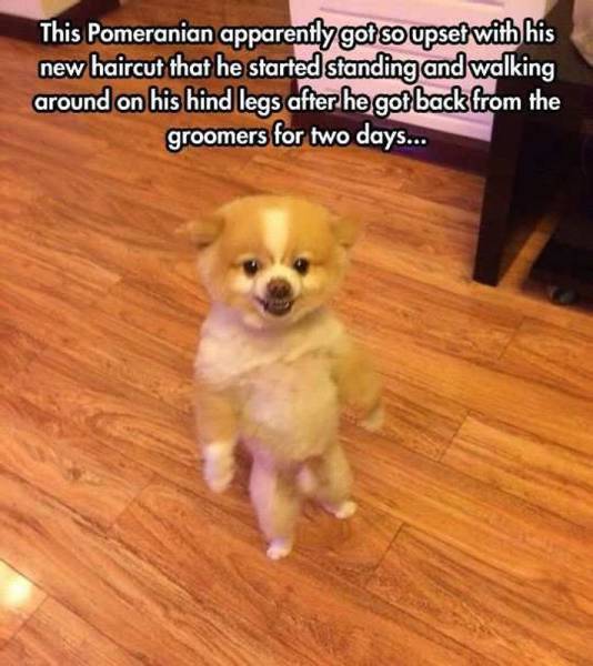 funny angry dogs - This Pomeranian apparently got so upset with his new haircut that he started standing and walking around on his hind legs after he got back from the groomers for two days...