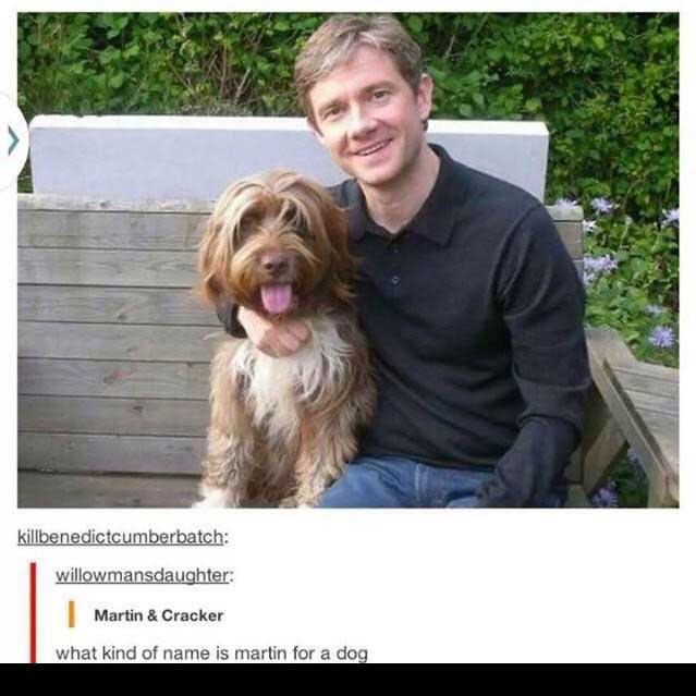 martin and cracker - killbenedictcumberbatch willowmansdaughter Martin & Cracker what kind of name is martin for a dog