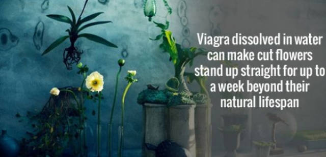 nature - Viagra dissolved in water can make cut flowers stand up straight for up to a week beyond their natural lifespan
