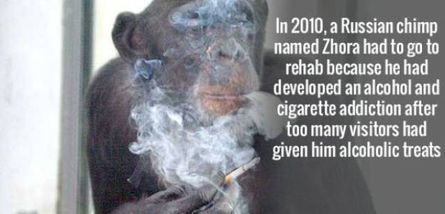 monkeys high on weed - In 2010, a Russian chimp named Zhora had to go to rehab because he had developed an alcohol and cigarette addiction after too many visitors had given him alcoholic treats