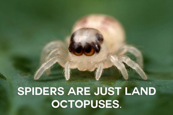 cute deadly spider - Spiders Are Just Land Octopuses.